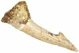 Fossil Sawfish (Onchopristis) Rostral Barb - Morocco #366715-1